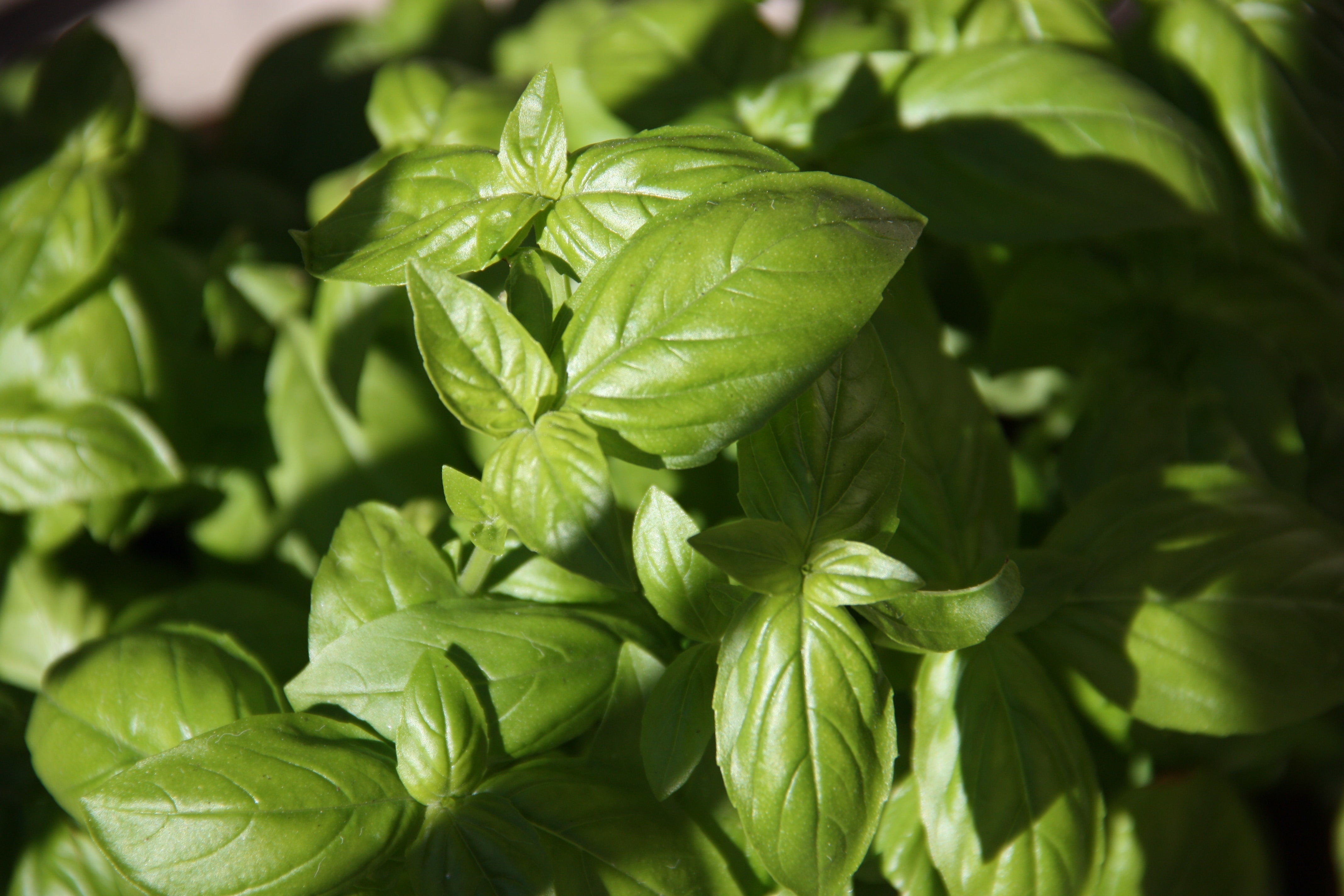 Les bienfaits des herbes aromatiques