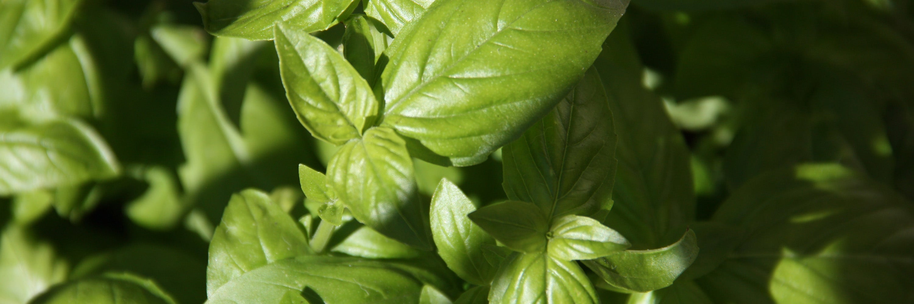 Les herbes aromatiques