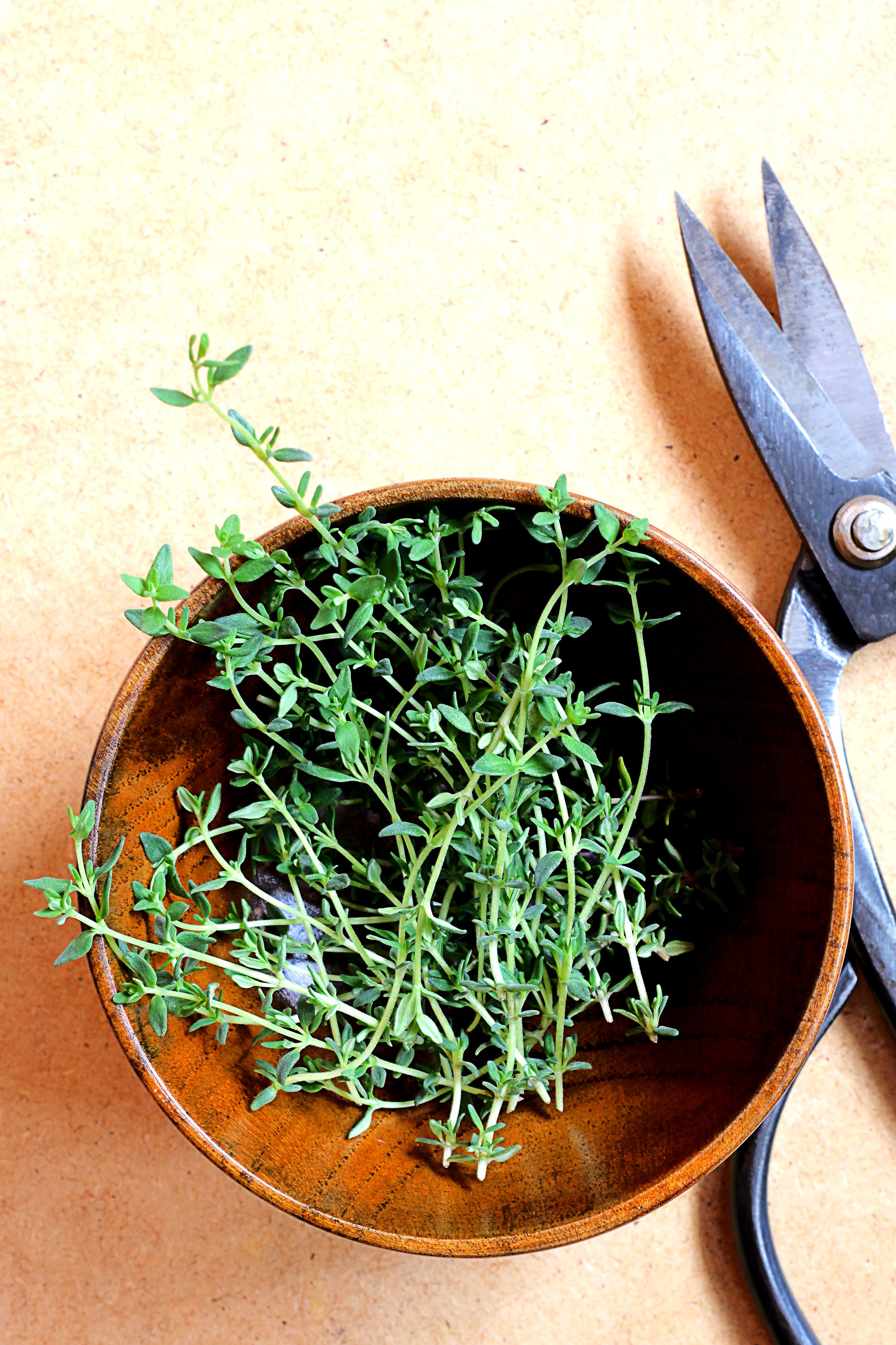 Thym fraiichement coupé